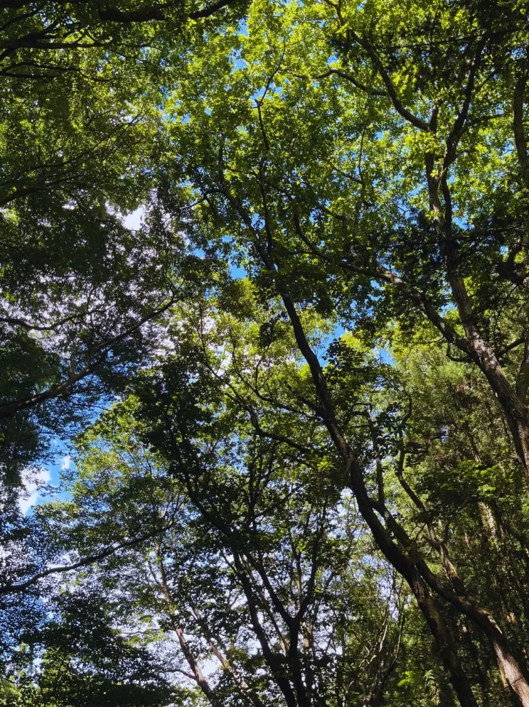 栃木県那須町/那須塩原市/大田原市/なすぐる/Instagram仕事依頼/森の画像