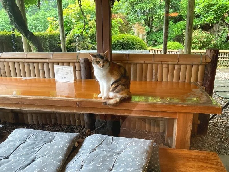 『茶房城山』テラス席と猫の画像