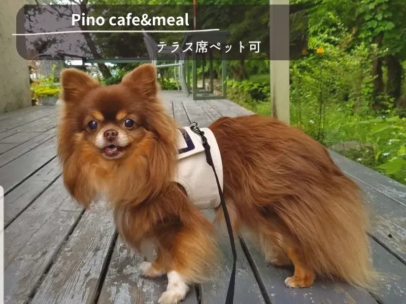 那須でペットOKなおすすめカフェ・ランチおすすめ7選　【Pino cafe&meal】